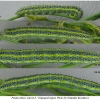 pont edusa larva5 volg